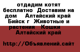 отдадим котят бесплатно. Доставим на дом. - Алтайский край, Бийск г. Животные и растения » Кошки   . Алтайский край